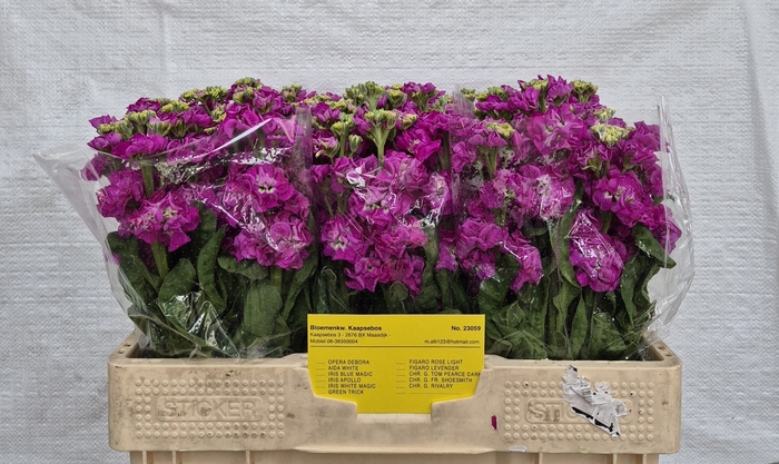 <h4>MATTH STOX DEEP ROSE</h4>