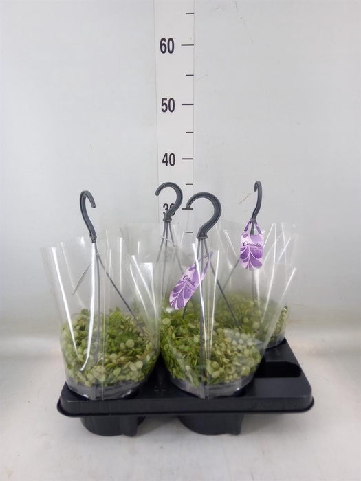 <h4>Peperomia pros.</h4>