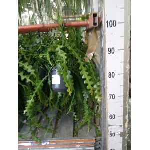 Epiphyllum anguliger