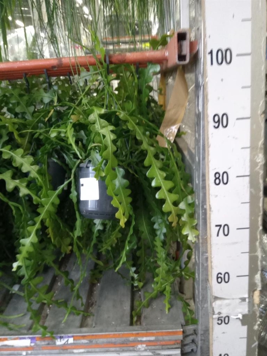 <h4>Epiphyllum anguliger</h4>