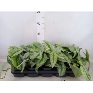 Scindapsus pictus 'Trebie'