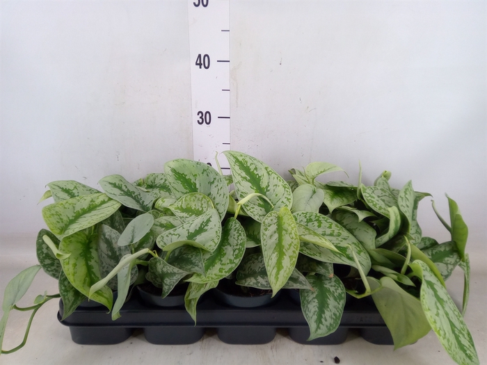 <h4>Scindapsus pictus 'Trebie'</h4>