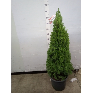 Picea glauca 'Perfecta'