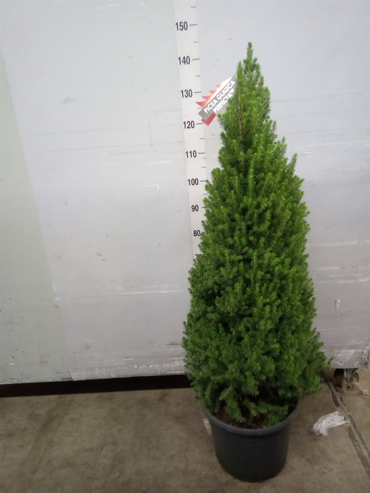 <h4>Picea glauca 'Perfecta'</h4>