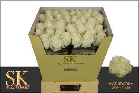 <h4>R Gr Avalanche+ (NL),(10)</h4>