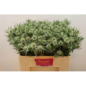 ERYN MAG WHIT LAGOON