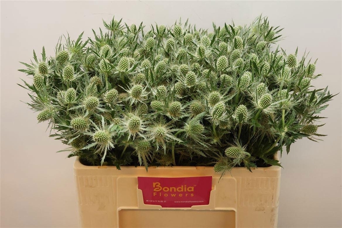 <h4>ERYN MAG WHIT LAGOON</h4>