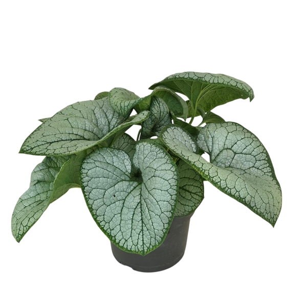 Brunnera Silver Heart®