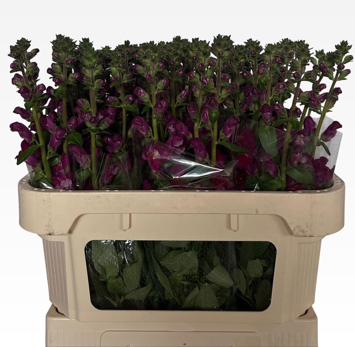 <h4>ANTIR NANTES VELVET</h4>