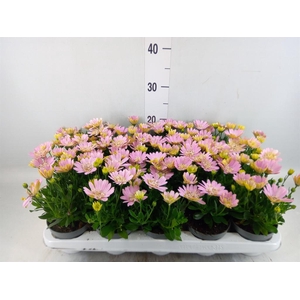 Osteospermum  '3D Pink'