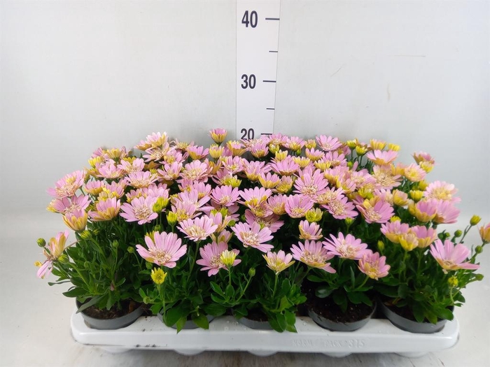 <h4>Osteospermum '3D Pink'</h4>