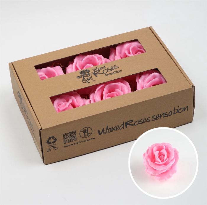 R Wx Zijde Supreme Rose