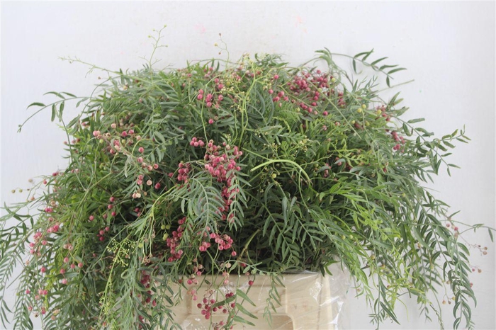 <h4>Pepperberry P Bunch</h4>