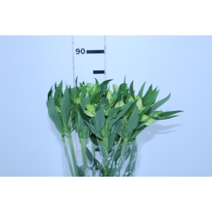 ALSTROEMERIA MISTRAL 080 CM