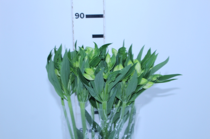 ALSTROEMERIA MISTRAL 080 CM