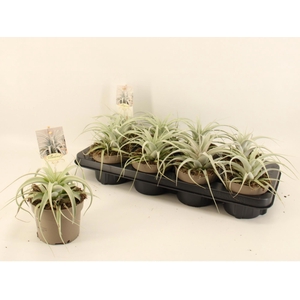 TILLANDSIA XEROGRAPH