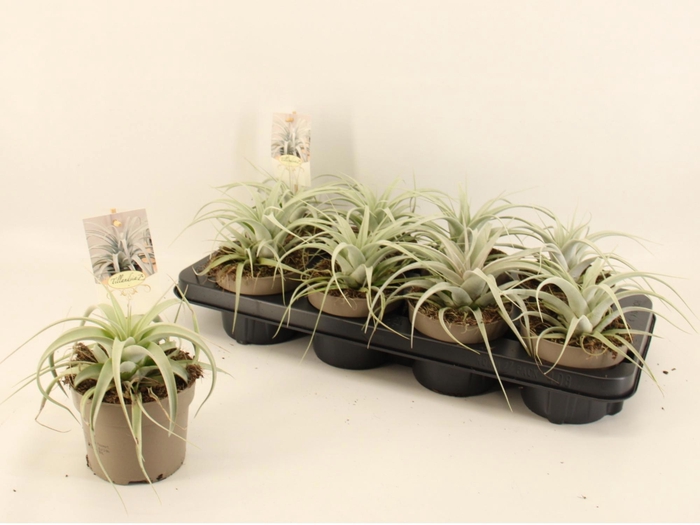 <h4>TILLANDSIA XEROGRAPH</h4>