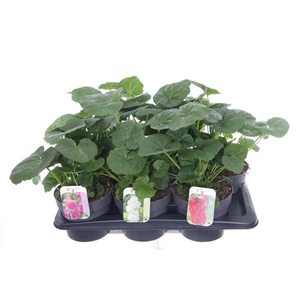 Alcea rosea Chart. Double Mix