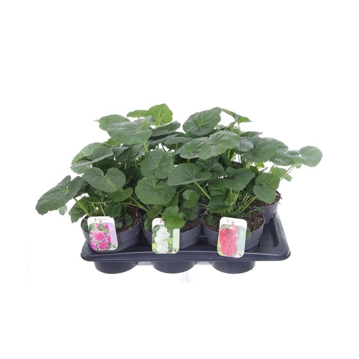 <h4>Alcea rosea Chart. Double Mix</h4>