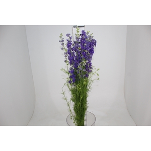 DELPHINIUM ESPORINHA