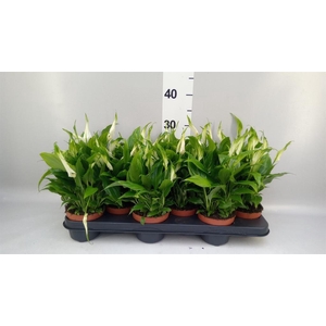Spathiphyllum  'Chopin'