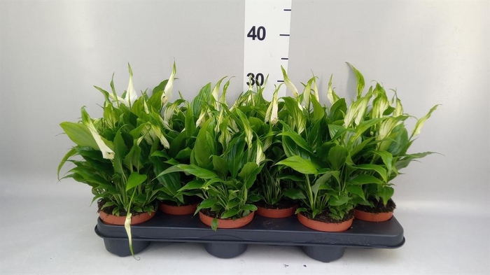 <h4>Spathiphyllum  'Chopin'</h4>