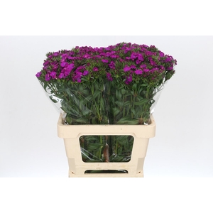 Dianthus Br Amazon Neon Purple