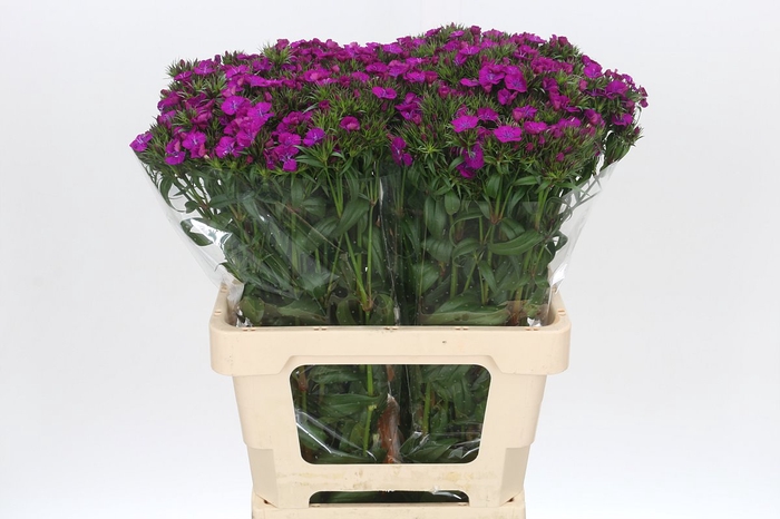 <h4>Dianthus Br Amazon Neon Purple</h4>