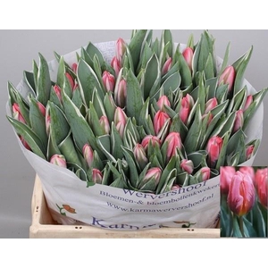 TU EN PRETTY PRINCES