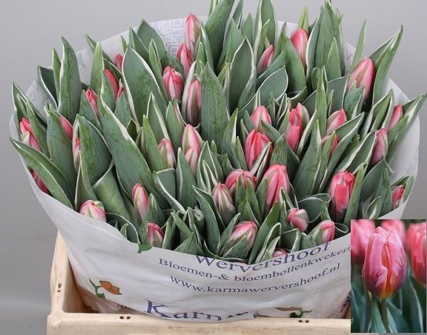 <h4>TU EN PRETTY PRINCES</h4>