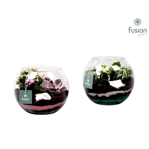 Vissenkom van glas met Arrangement