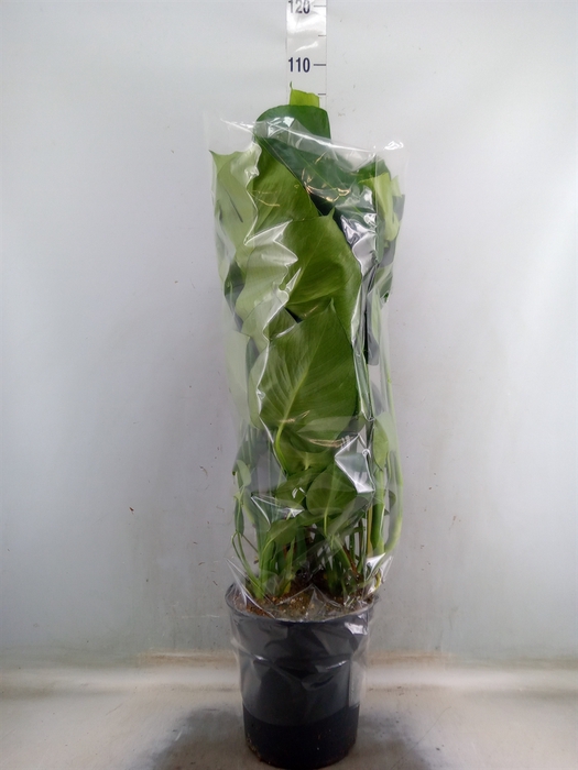 <h4>Monstera delic.</h4>