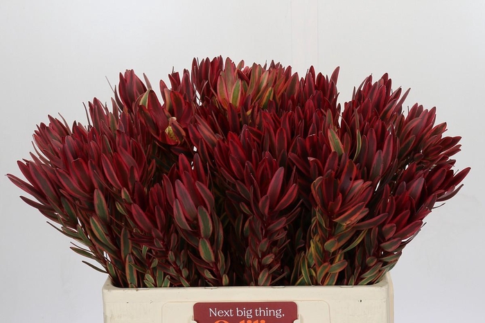 <h4>Leucadendron Jester</h4>