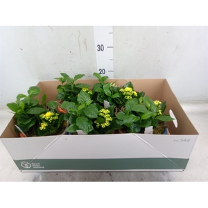 Arr.   Planten L%