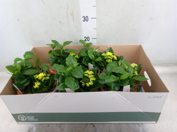 <h4>Arr.   Planten L%</h4>