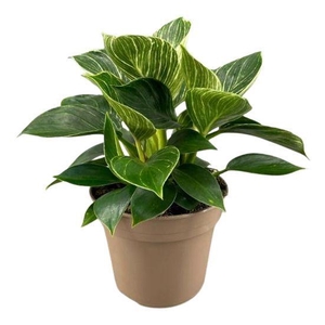 Philodendron Birkin (White Wave)