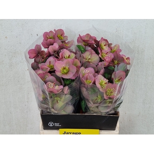 HELL FRK PENNYS PINK