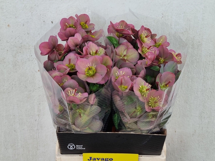 <h4>HELL FRK PENNYS PINK</h4>