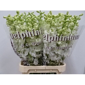 Delph Dewi Anastasia Wigchert