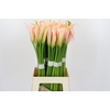 Zantedeschia Eydolls Salmon