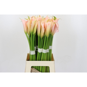 Zantedeschia Eydolls Salmon