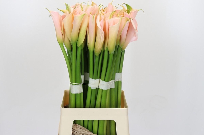 <h4>Zantedeschia Eydolls Salmon</h4>