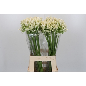 Agapanthus White Heaven