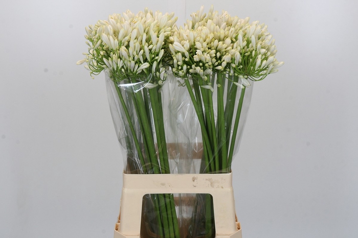 <h4>Agapanthus White Heaven</h4>