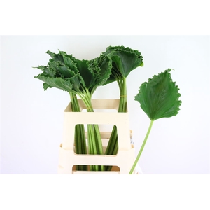 Alocasia Krul