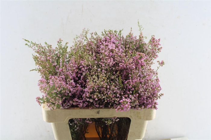<h4>Kaaps Erica Pink</h4>