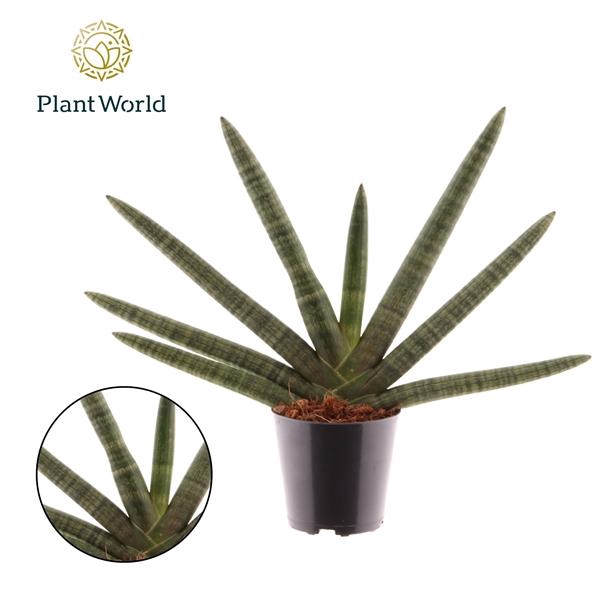 <h4>Sansevieria cylindrica 'Skyline'</h4>