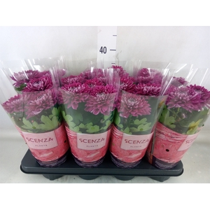 Chrysanthemum  'Supernova Purple'