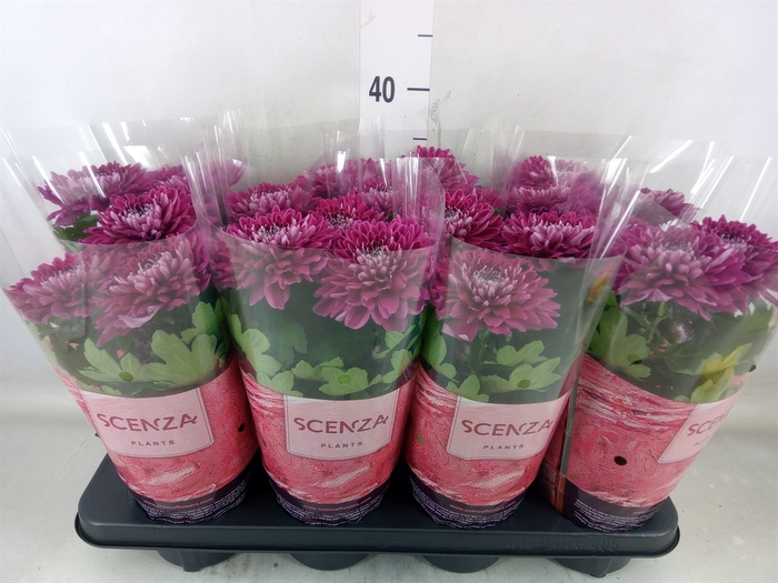 <h4>Chrysanthemum  'Supernova Purple'</h4>