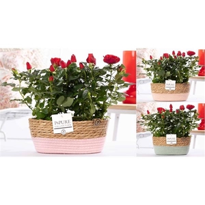 2x Rosa red in P&PURE Fieldbasket 7